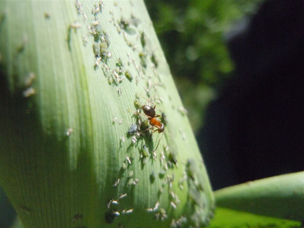 Formiche con afidi: Lasius sp.